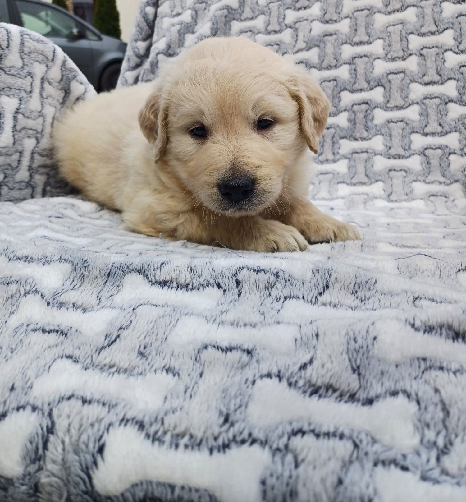 Piesek rasy Golden retriever