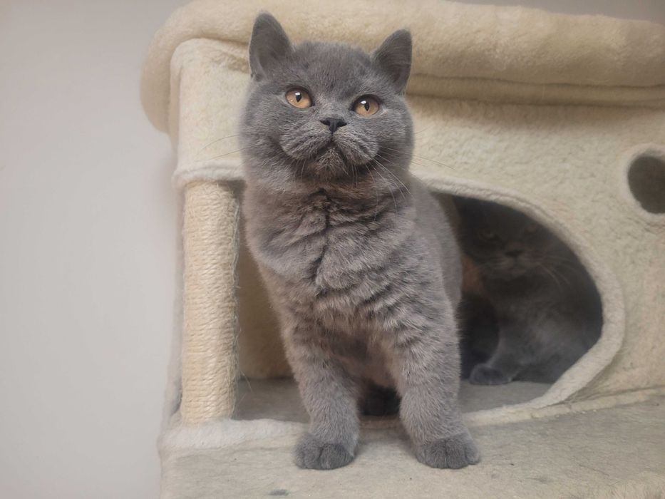 Kotka brytyjska niebieska- rodowód FPL