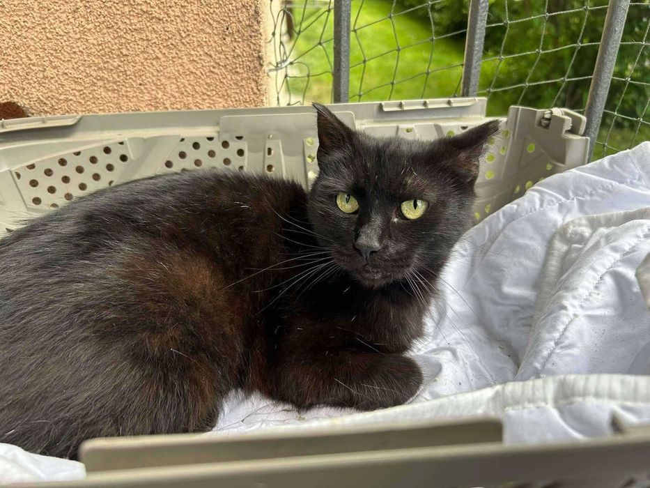 Łagodny, delikatny Bakuś do adopcji