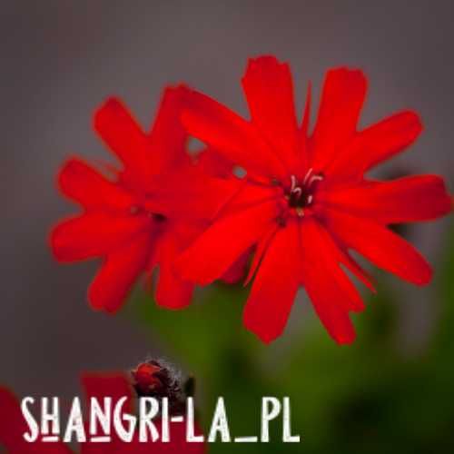 Firletka lśniąca, szkarłatna (Lychnis Fulgens)