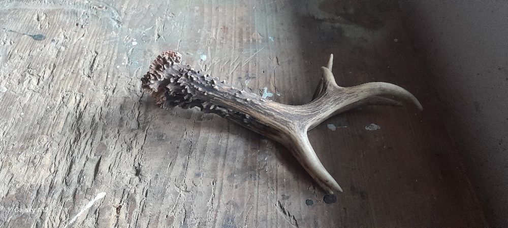 Роги косулі роги цапа