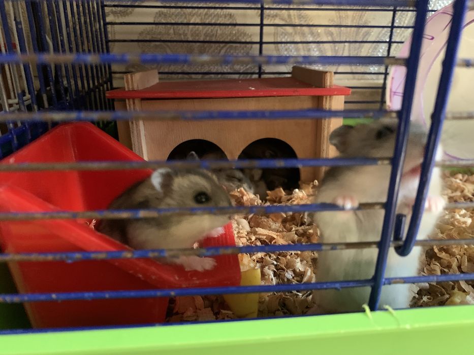 Джунгарик Хомʼяк Джунгарський Хомяки є в кількості