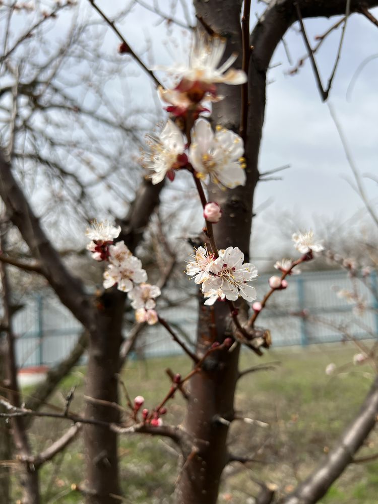 Дом-Дача Баробой.СК Альфа