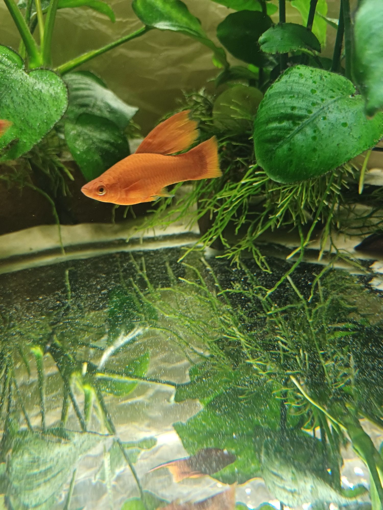 Mieczyk  Delta  Samczyk