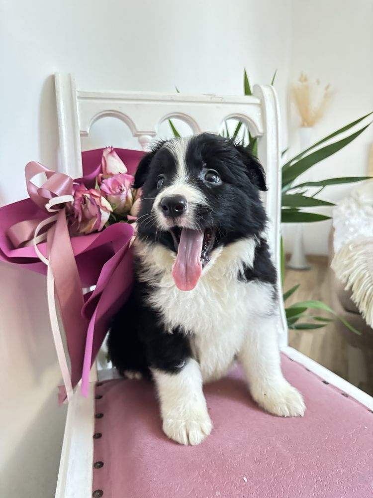 Border collie suczka z rodowodem