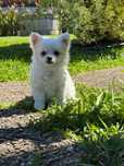 Maravilhoso chihuahua pelo comprido