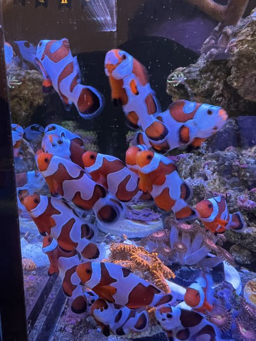 Рибка-клоун «Ocellaris» в морський акваріум