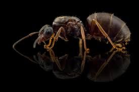 Królowe mrówek Lasius Niger- Hurtnica Pospolita