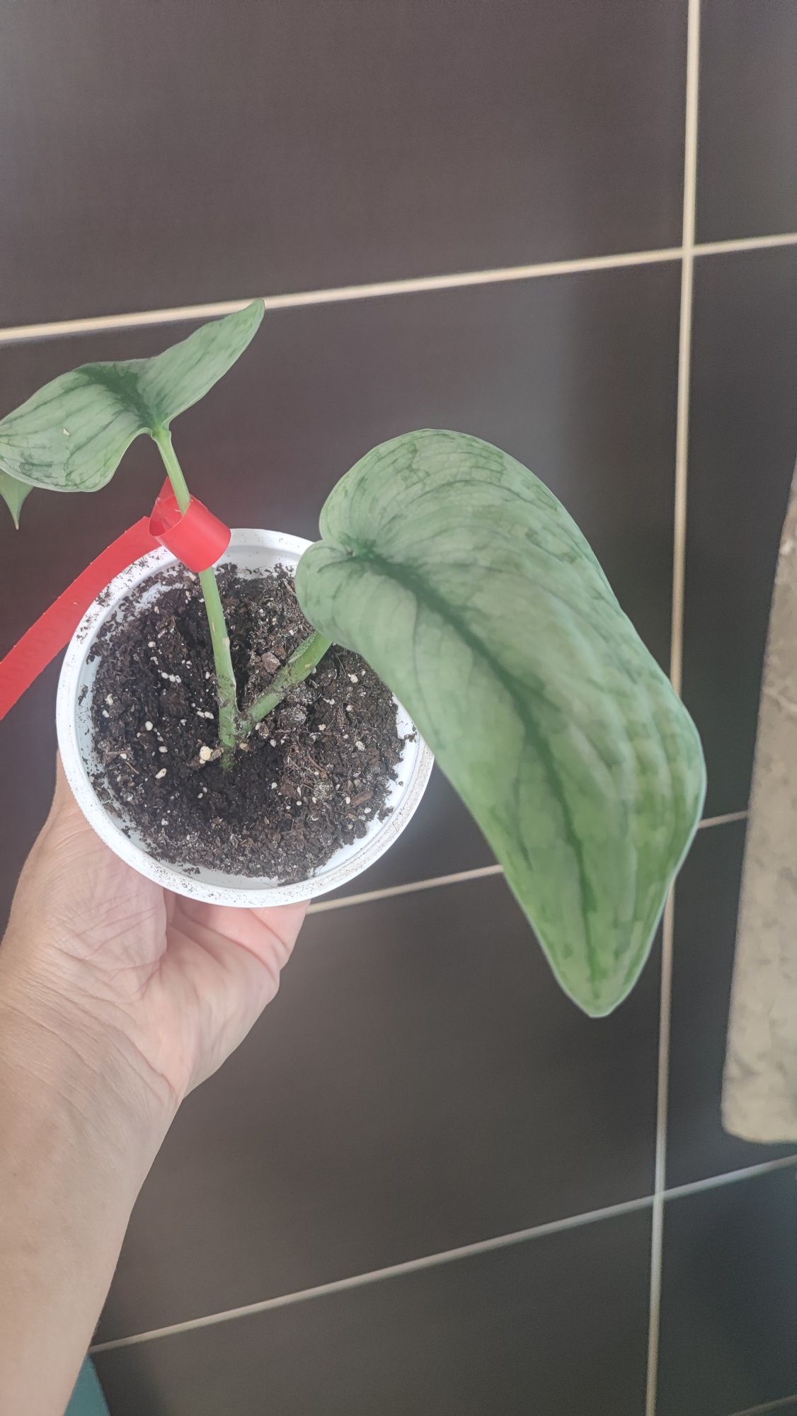 Scindapsus Silver cloud