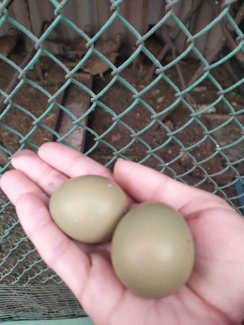 Инкубационные яйца Фазана