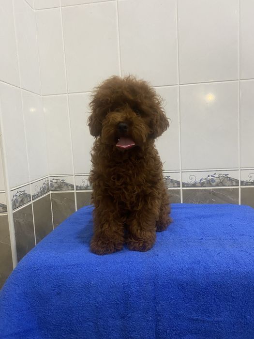 Мальчик ред браун