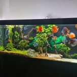 Cardume de Discus