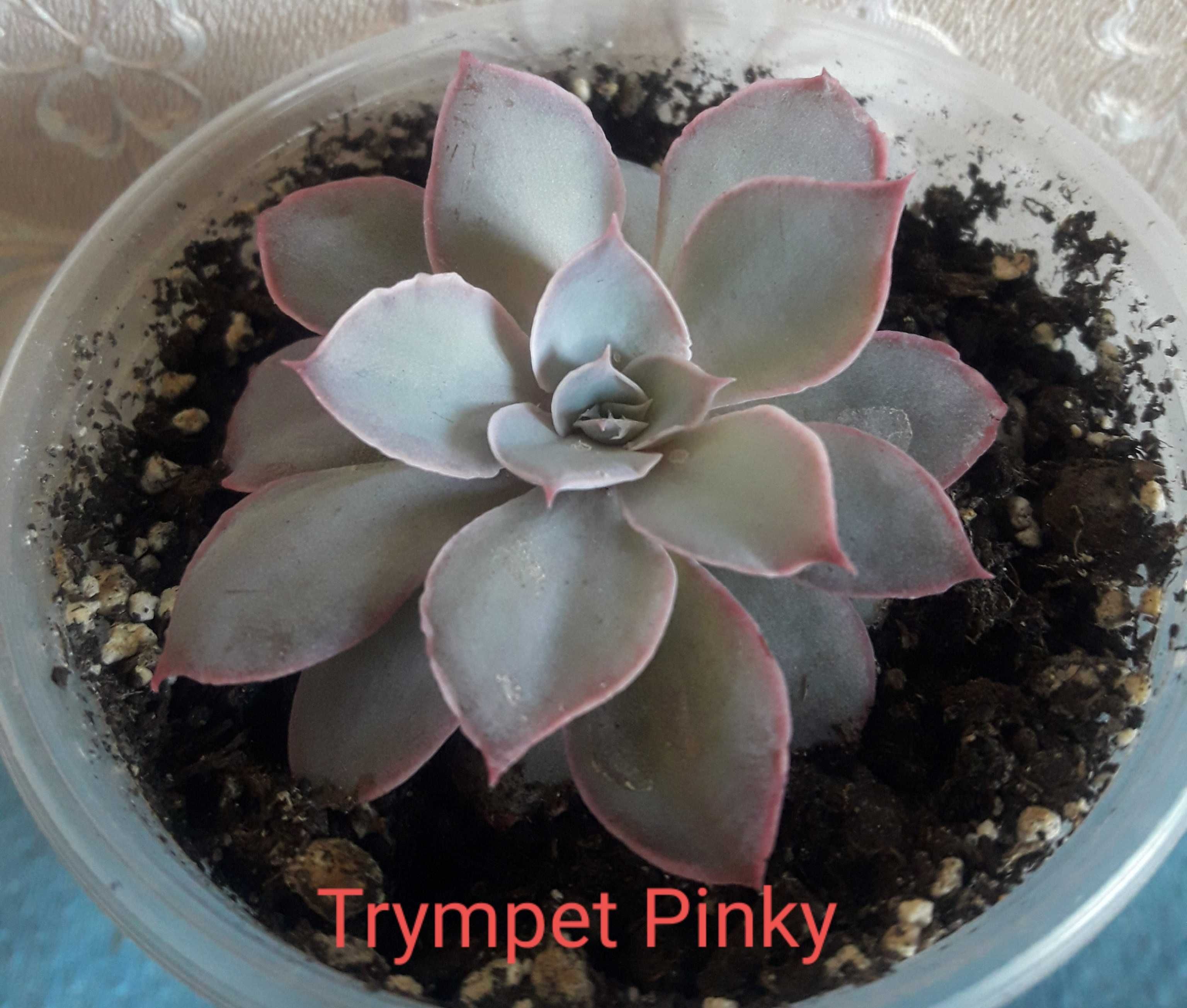 Cукуленти
Echeveria 'Trumpet Pinky' 
Pachyphytum oviferum.