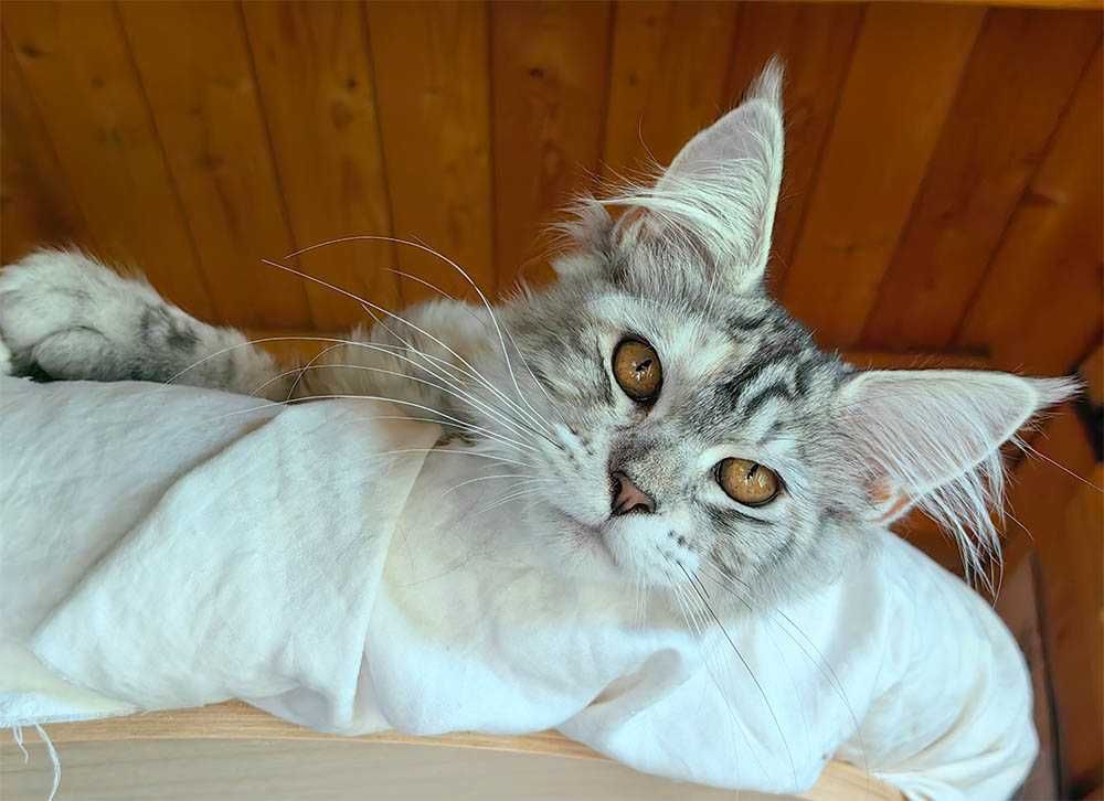 Kotka Maine Coon srebrzysta szylkretka FPL/FIFe gotowa do odbioru