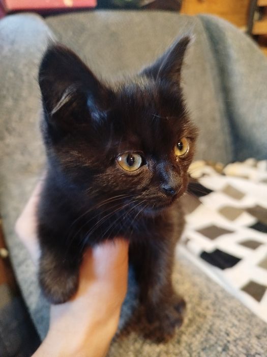 Котеня дівчинка безкоштовно