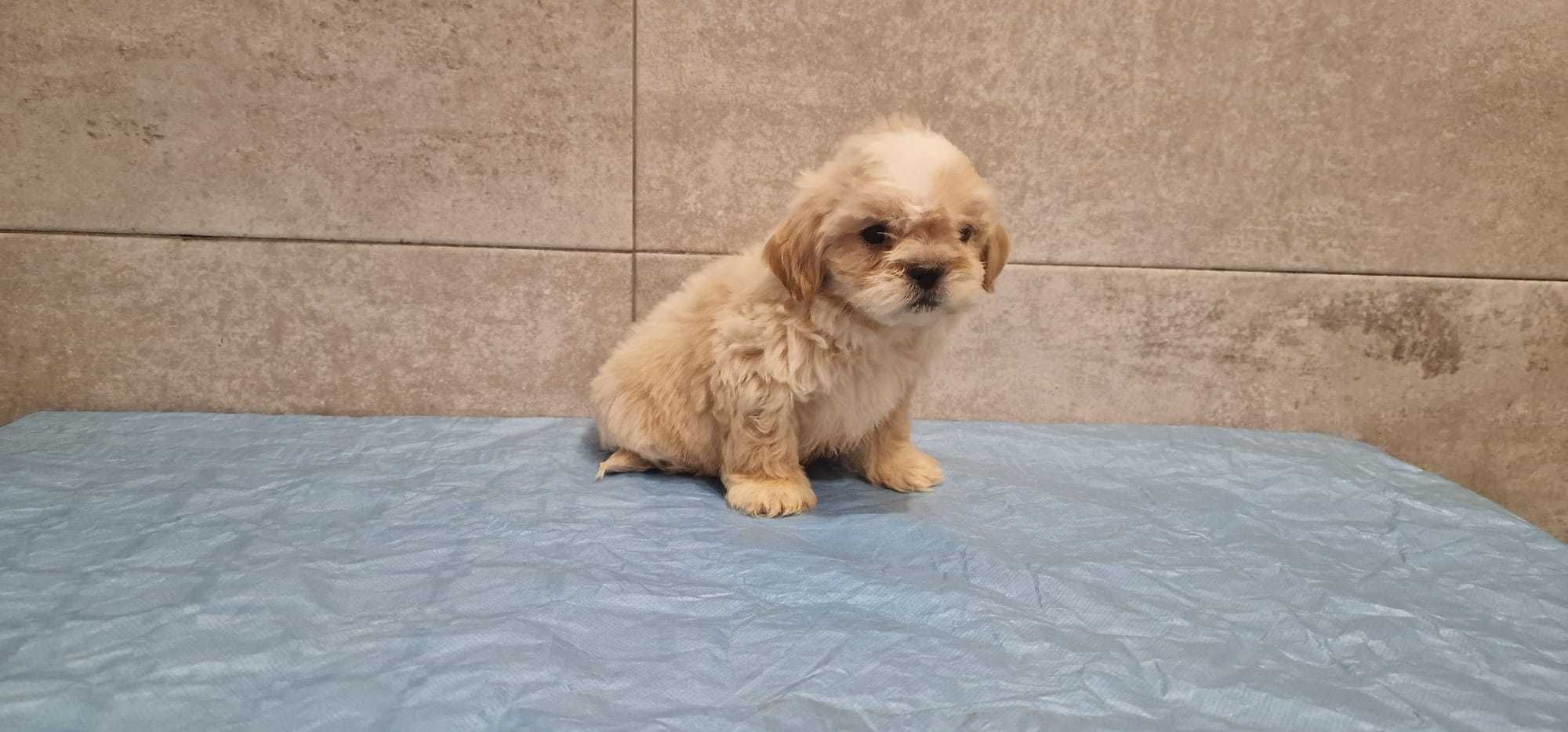 Shih-Tzu de excelência