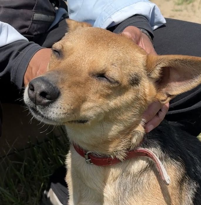 Alex mały kundelek do adopcji