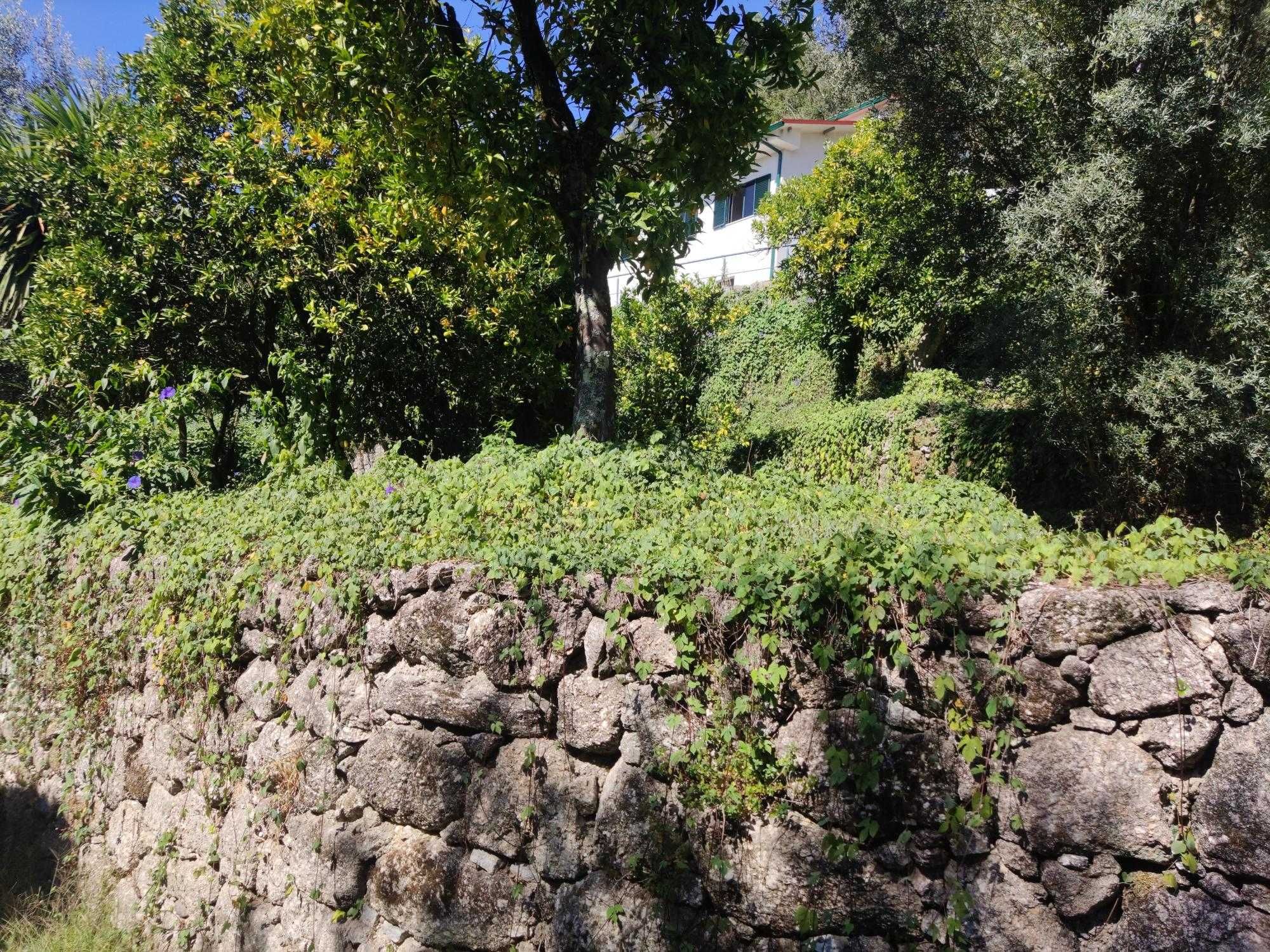 Terreno com duas casas devolutas