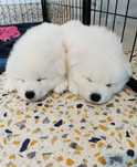 Samoyed szczenię śliczny samiec rasowy samoyed