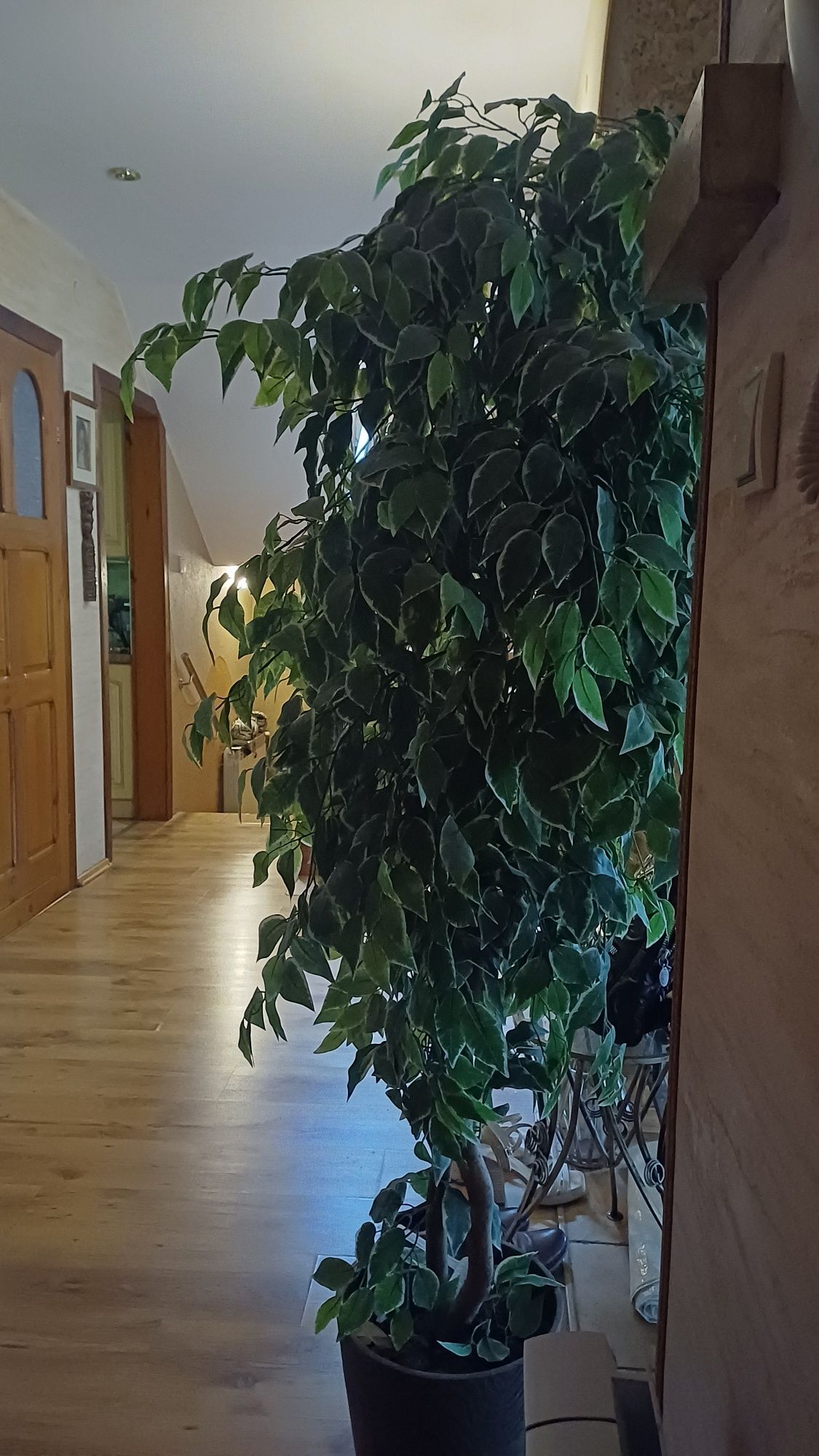 Sztuczny fikus beniamin dwukolorowy.