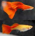 Rybki Full red albino