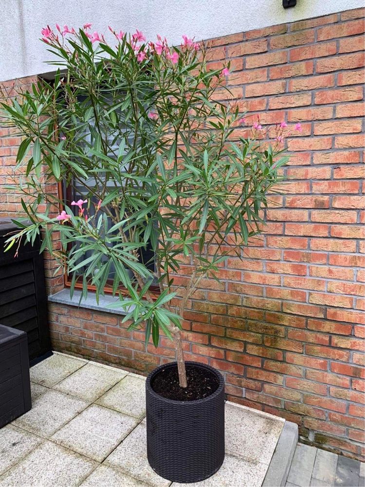 Oleander 2,5 m z donicą