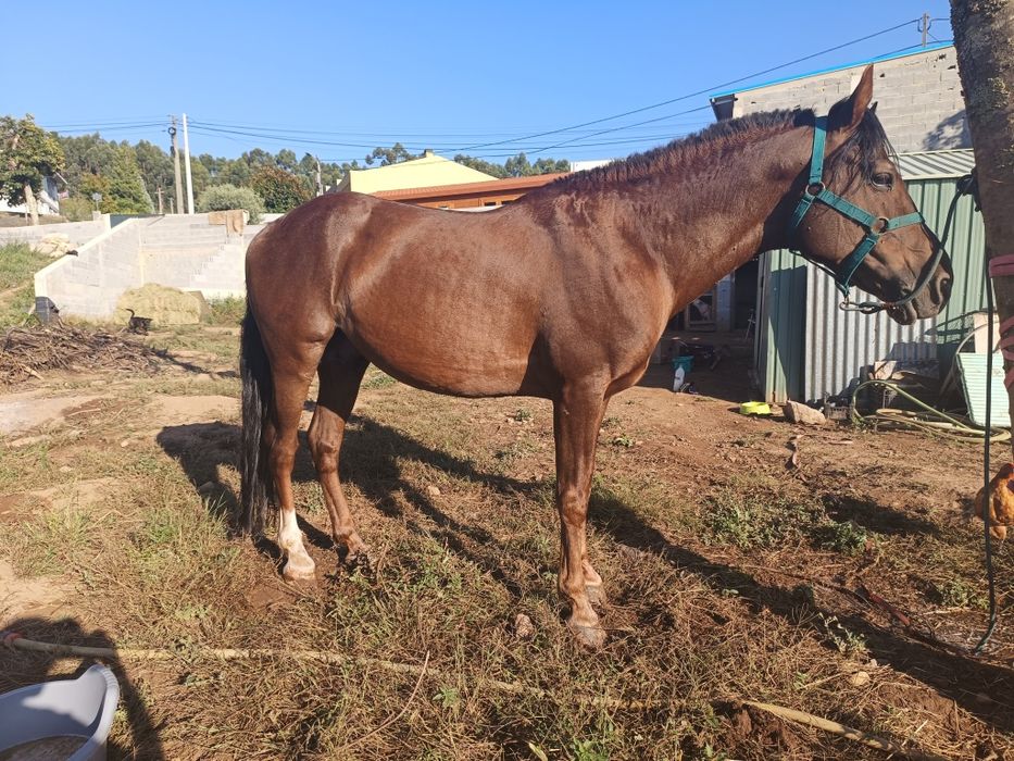 Festas de aniversário/ andar a cavalo