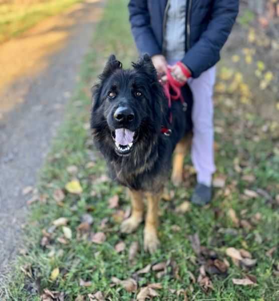 Owczarek niemiecki do adopcji