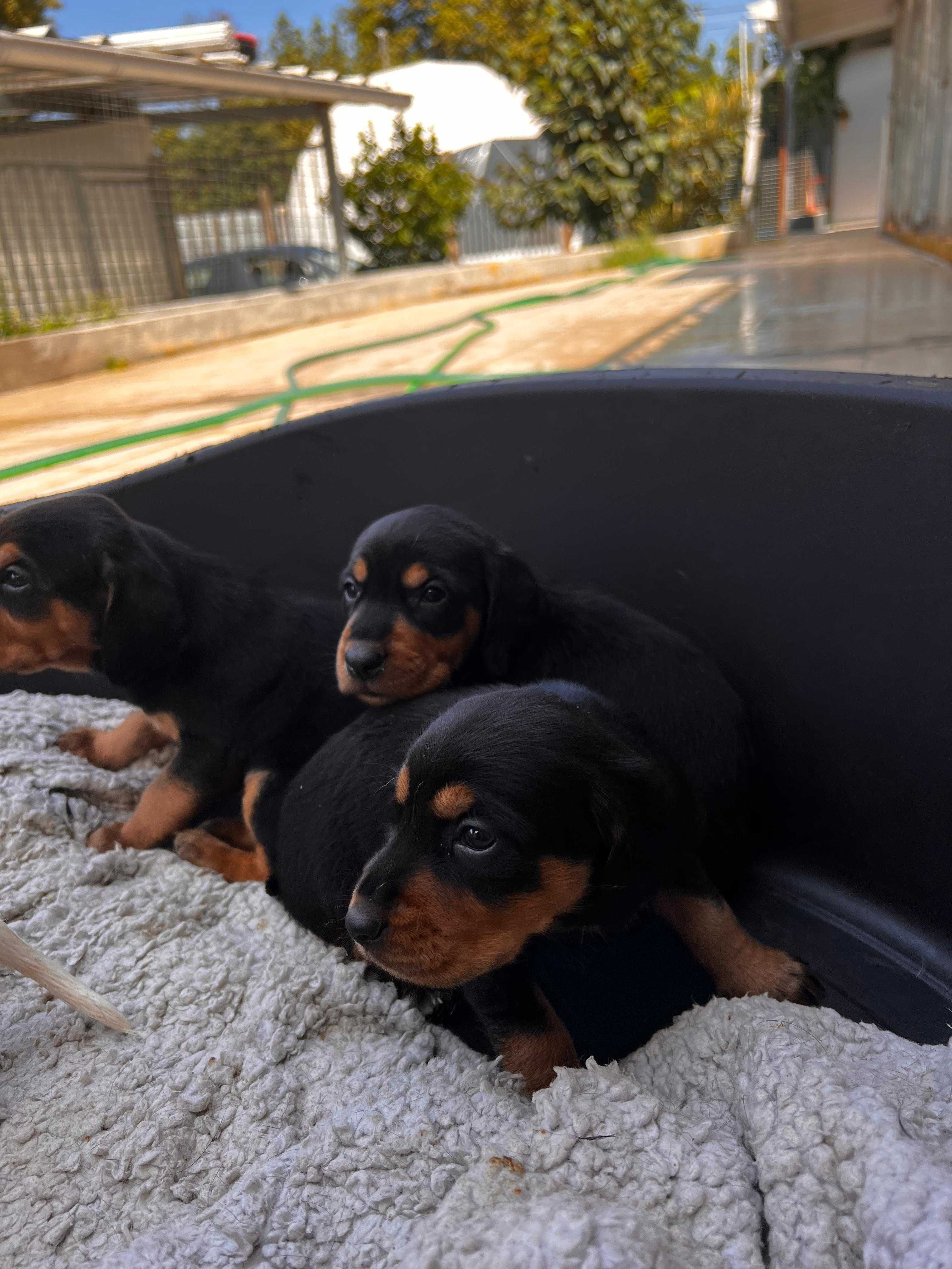 Bebés para adoção responsável (machos) e mãe