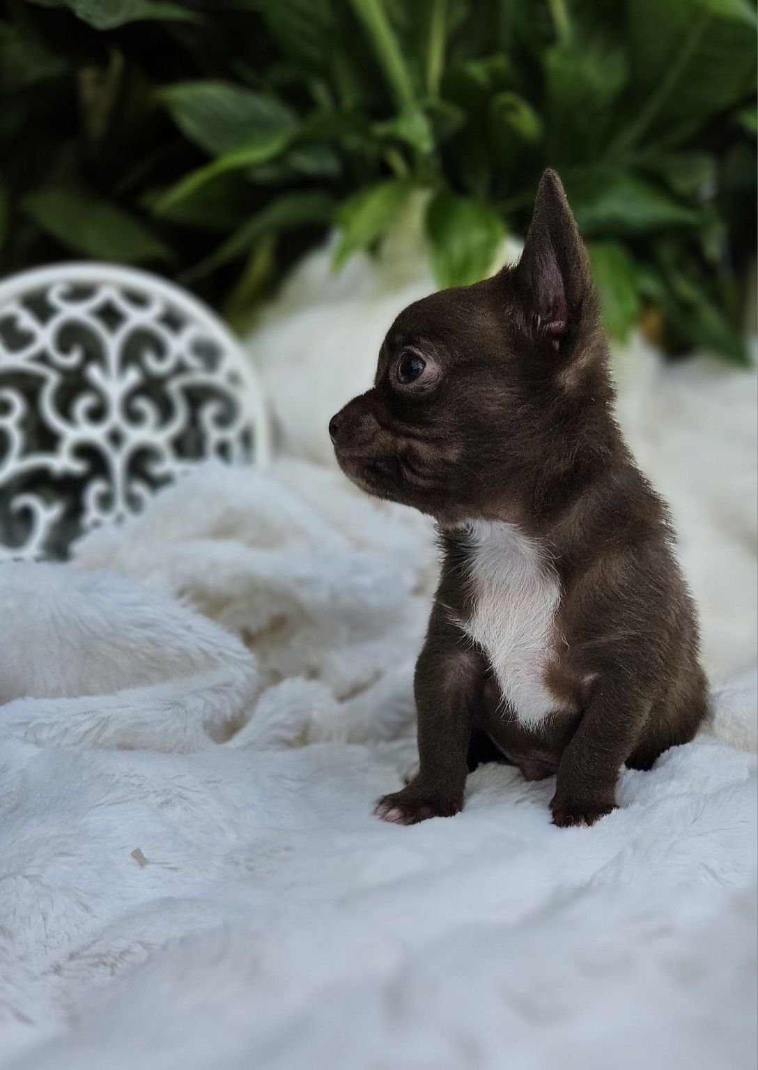 Chihuahua chłopiec