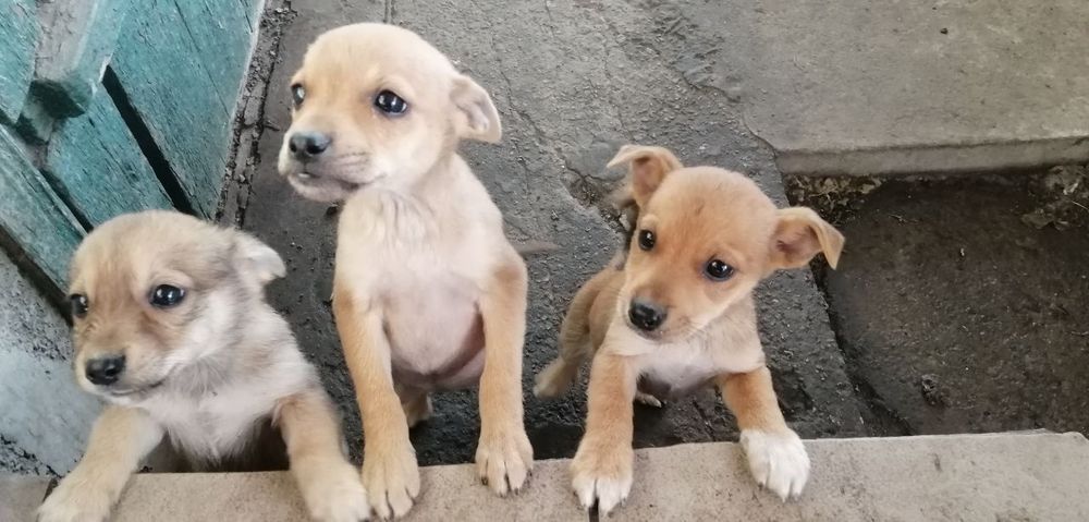 Отдам в хорошие руки