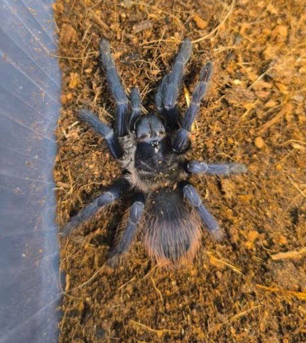 Lasiocyano sazimai pająk ptasznik samica 3 DC