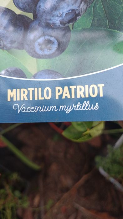 Mirtilos em vaso
