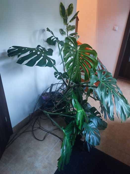 Monstera olbrzymia