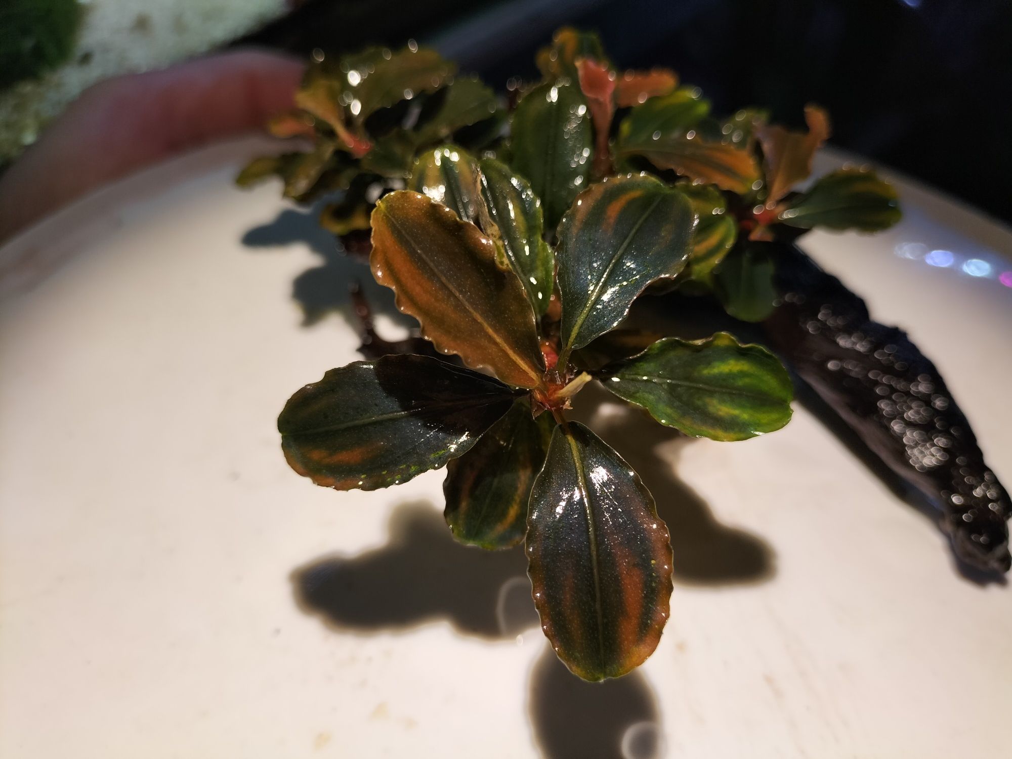 Bucephalandra Brownie Pixie