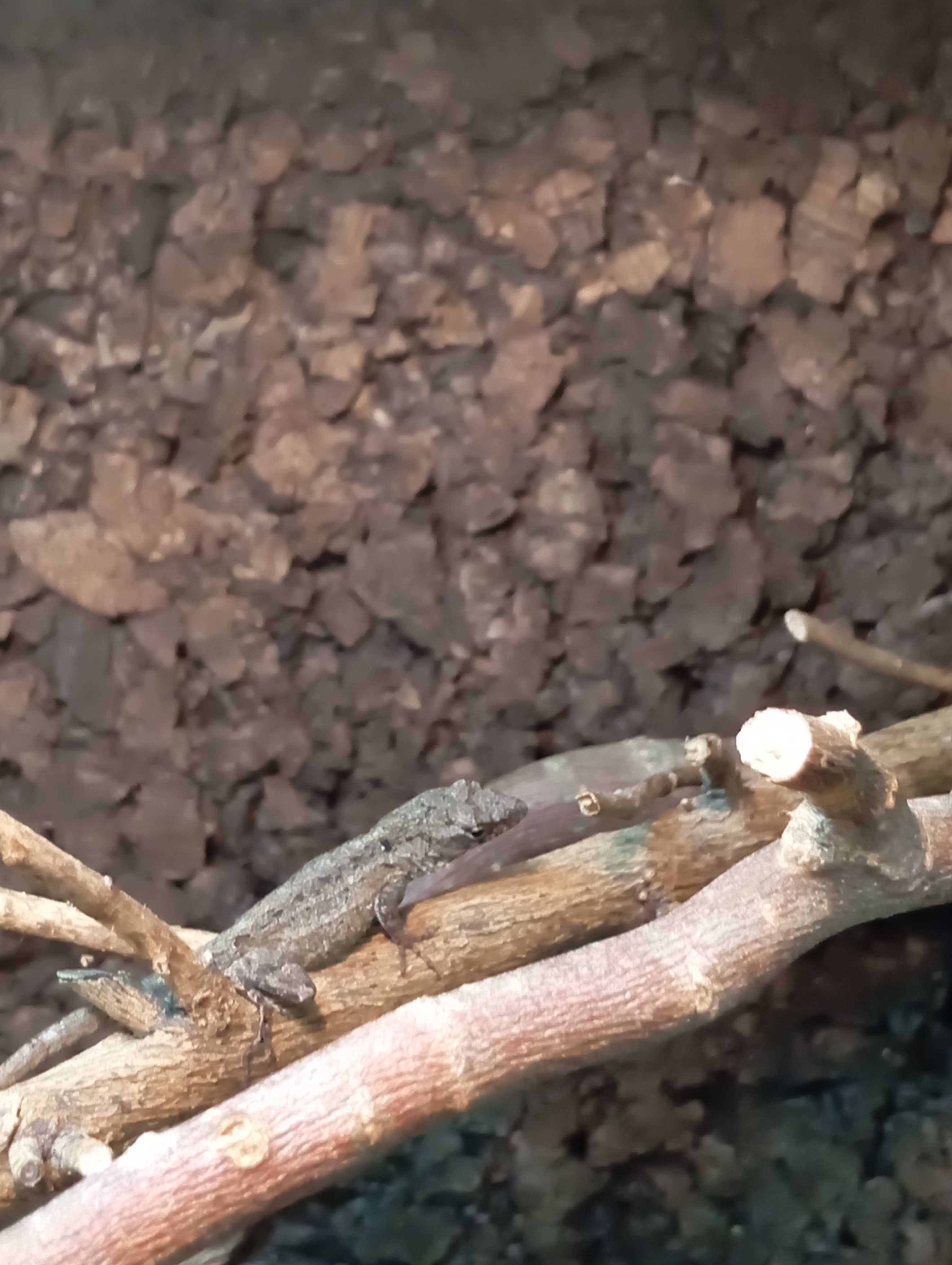 Anolis brązowy Anolis sagrei