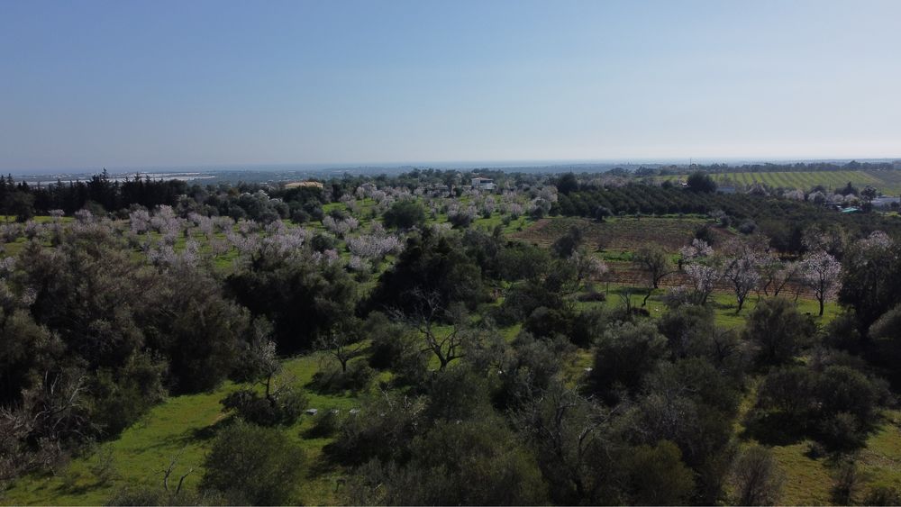 Terreno de 1300 m2 com oliveras/alfarobeiras/azinheiro