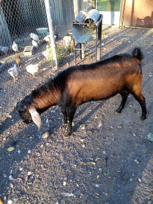 Продам козла англо нубієць