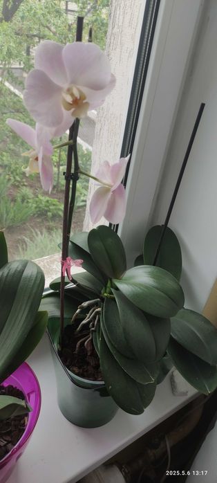 Орхідея baby fase домашнє цвітіння