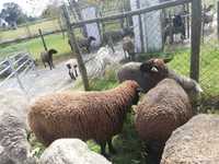 Vendem-se carneiros excelentes reprodutores, cruzados suffolk.