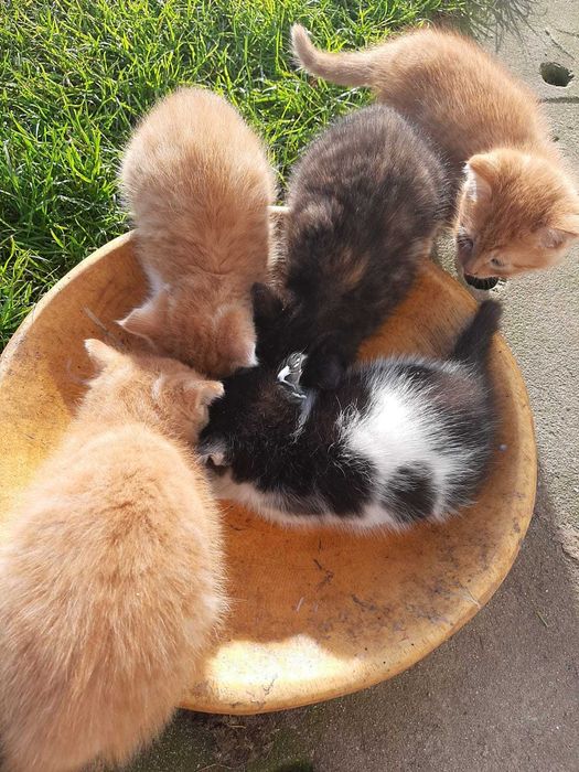 Oddam za darmo  kotki w dobre  ręce.