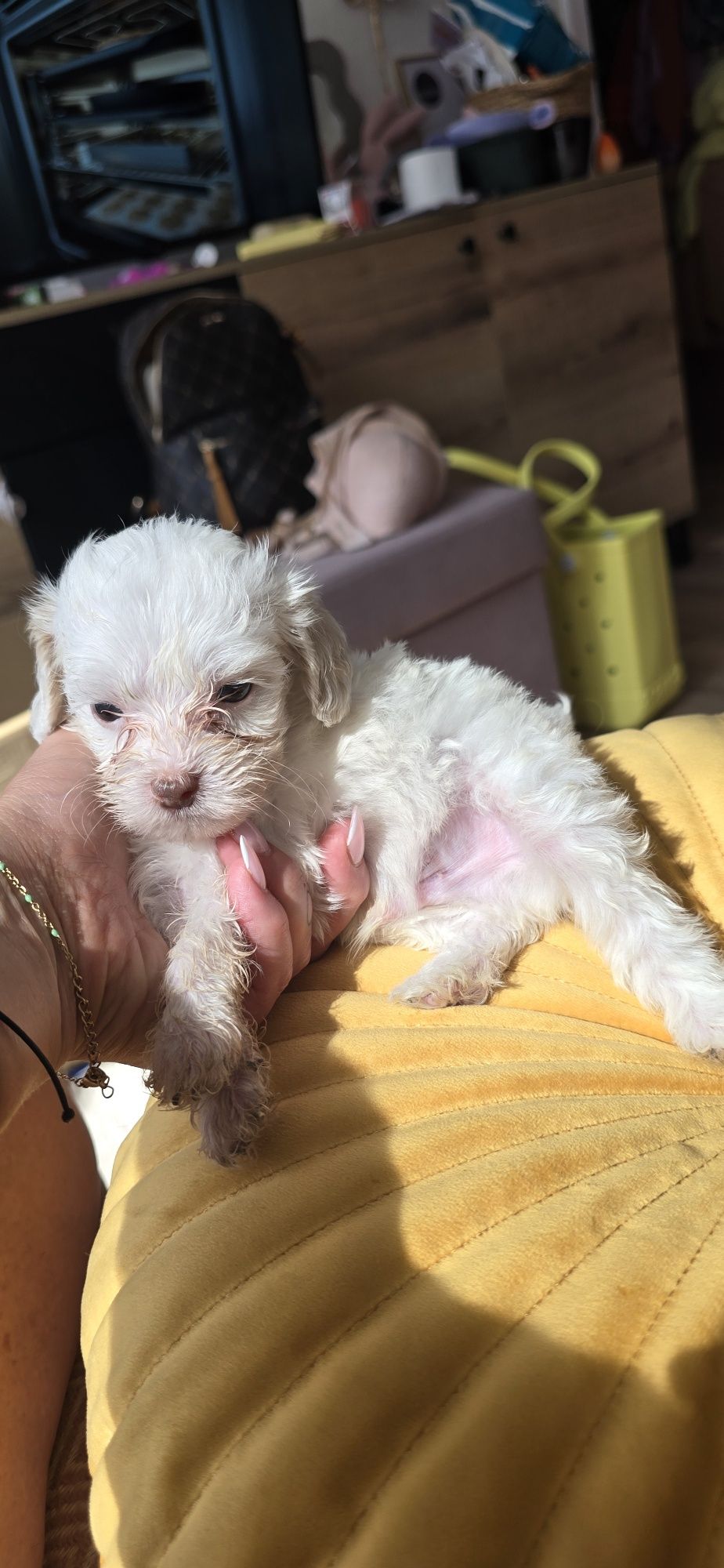 Malutki Maltipoo