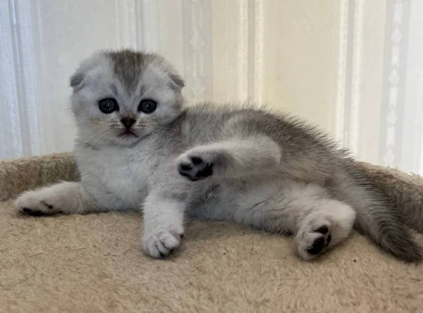 Висловуха кішечка