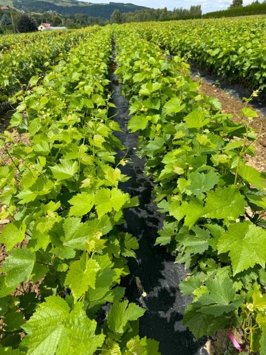 Szczepione winogrono na wino i soki Maréchal Foch. Sadzonki winorośli.