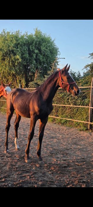 Sprzedam źrebice PKS