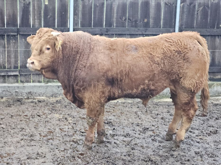 Sprzedam byczka limousine