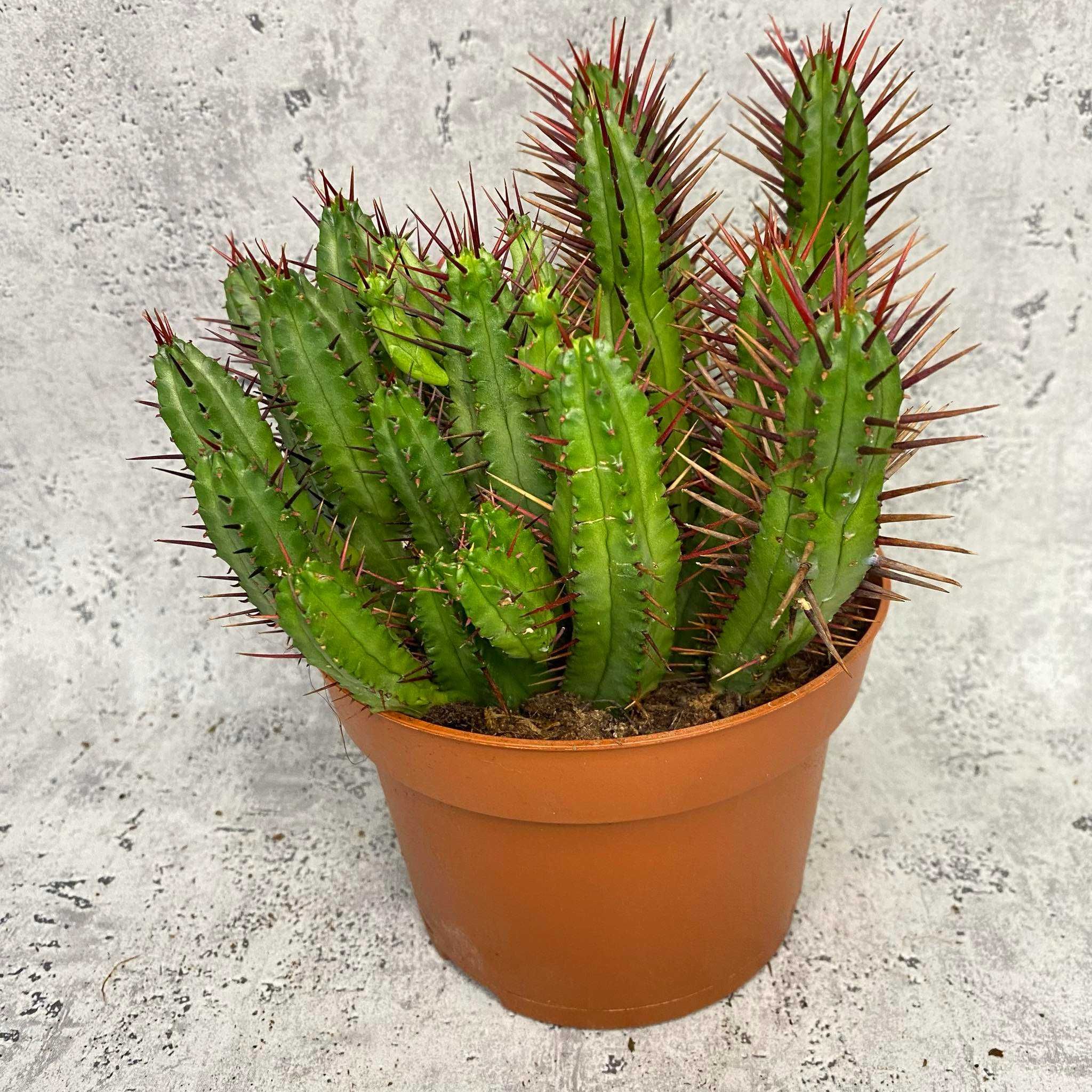 Euphorbia Enopla Wilczomlecz