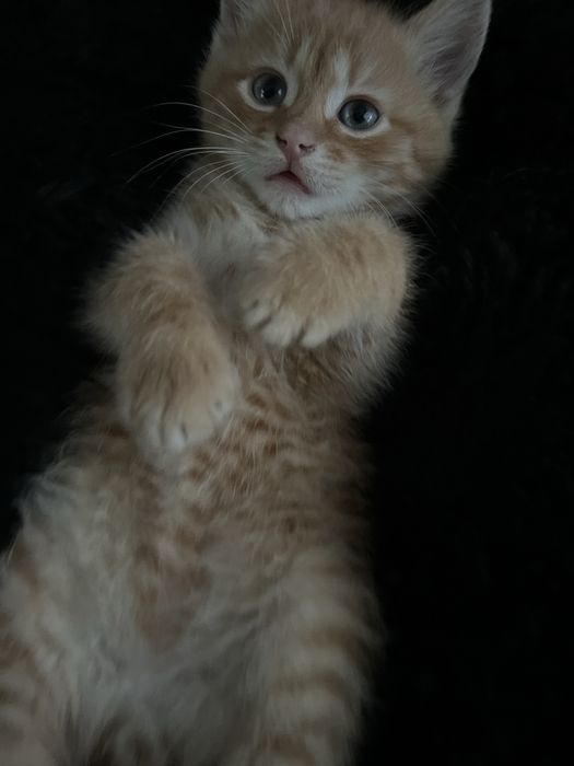 Кошеня ,рижий кіт,котенятко