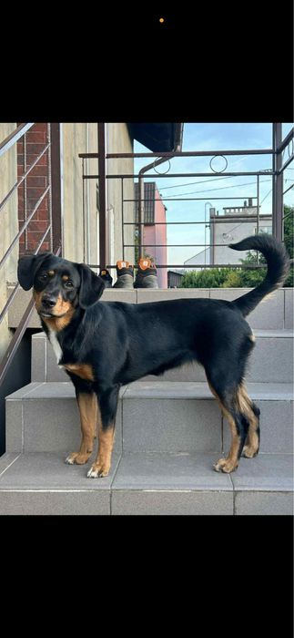 Oddam cudownego pieska w dobre recę