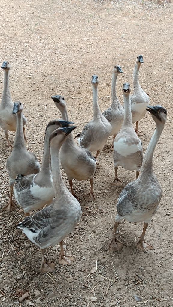 Gansos caseiros na zona de cabeceiras de basto